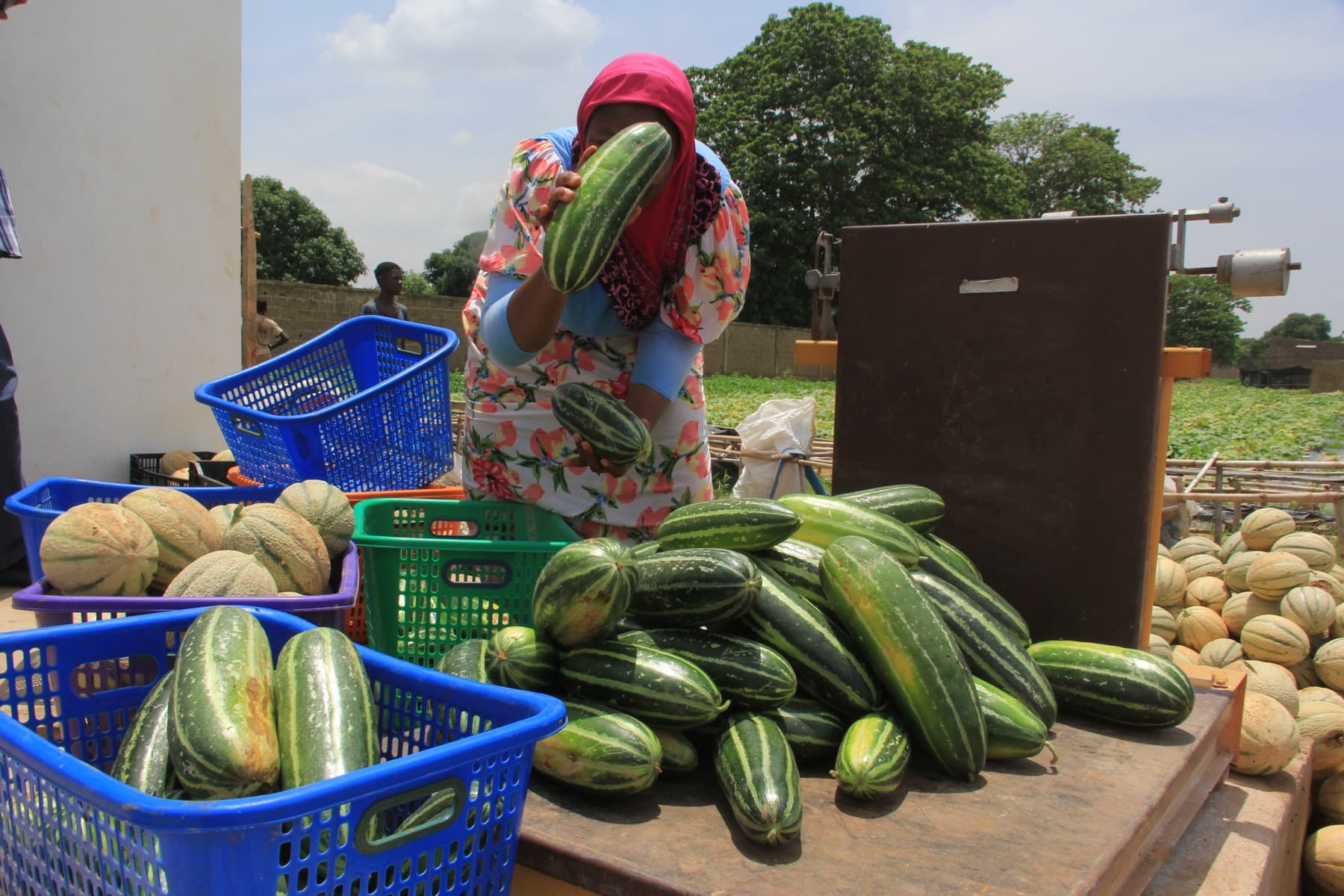 Tri de concombres et de melons après récolte sur une exploitation DIAZON